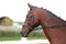 Detail of a saddle horse head closeup portrait in a landscape