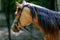 Detail of a saddle horse head closeup portrait in a landscape