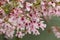 Detail of sakura flowers