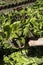 Detail of salad in a basket