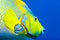 Detail of scales of Queen Angelfish holacanthus ciliaris in blue water