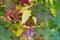 detail of scenic leaves in indian summer colors