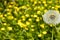 Detail on a seed head of a dandelion flower with blurred yellow flowers in the background