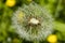 Detail on a seed head of a dandelion flower with blurred yellow flowers in the background