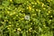 Detail on a seed head of a dandelion flower with blurred yellow flowers in the background