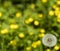 Detail on a seed head of a dandelion flower with blurred yellow flowers in the background