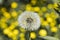 Detail on a seed head of a dandelion flower with blurred yellow flowers in the background and desaturated gray-green leaves