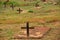 Detail of several crosses in simple tombs.