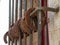 Detail of several old horseshoes hanging from a window 3.