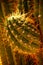 Detail, sharp, spiny cactus needles in late afternoon light