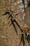 Detail of sharp thorns on trunk of Honey Locust tree, also caled thorny locust or thorny honeylocust