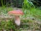 Detail shot of amazing edible cep mushroom