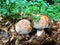 Detail shot of amazing edible mushroom amanita rubescens known as blusher