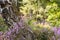 Detail shot of birches, and blooming heath in nature reserve at day.