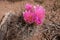 Detail shot of blossoms of Small flower fishhook cactus, sclerocactus parviflorus, in the Arches National Park, Utah