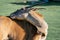 Detail shot of Common eland, Taurotragus oryx, scratching its own back with its mouth in bright sunshine. Savannah and