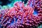 detail shot of coral polyps in bright hues