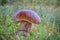 Detail shot of edible mushroom boletus edulis in grass