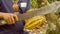 Detail Shot Of A Indigenous Worker Cutting A Cocoa Fruit And Showing The Beans