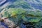 Detail shot of moss Algae on the wet rock at the sea shore