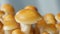 detail shot of Mountain mushroom against blue background