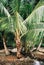 Detail shot of palmtrees in Panama