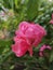 A detail shot of pink roses bushes, pale pink rose climbing flowers rambler purple rose in garden.