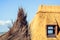 Detail shot of reed grass used for building thatched roof houses.