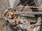 Detail shot of rusty parts of gear change of a bycicle.