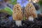 Detail shot of Verpa bohemica - edible and tasty mushroom