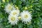 Detail shot of white blooming dahlias