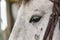 Detail shot of a white horse with focus on the eye