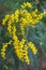 Detail shot of yellow mimosa flowers, with selective focus on vertical. In a park in Madrid