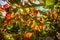 Detail shots of autumnal vine leaves in the sunlight