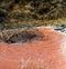 Detail of a shrub in the tub in plant for the production of sea salt saline.