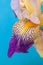 Detail of Siberian iris on the light blu backgruound