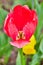 Detail of single red tulip in peak spring