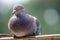 detail of a sitting pigeon....IMAGE