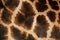 Detail of the skin on an African giraffe