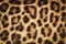Detail skin of leopard