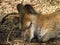 Detail of a sleeping kangaroo head, cute resting animal
