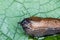 Detail of slug arion lusitanicus