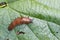 Detail of slug arion lusitanicus in the garden