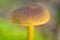 Detail of small bizarre mushroom