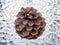 Detail of a Small Dried Pine Cone on Glass Plate