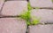 detail of small weeds growing between pieces of red paving