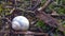 Detail of a small white snail shell