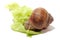 Detail of snail on green salad