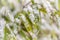 Detail of snowflakes on bamboo leaves. Nature in winter