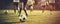 Detail of soccer players running after the ball in sunset light